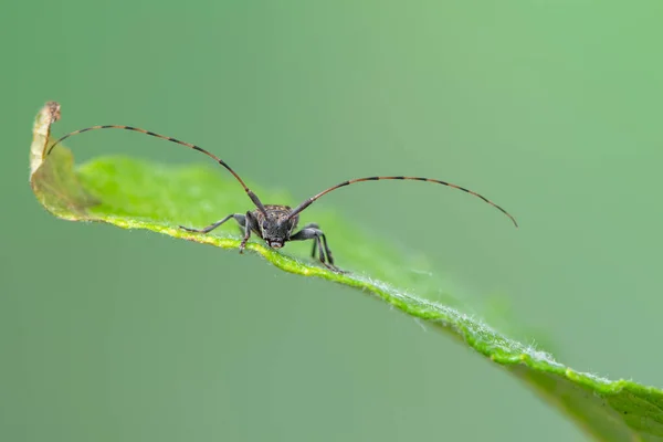 Brouk Lesní Leiopus Nebulosus Hmyz — Stock fotografie