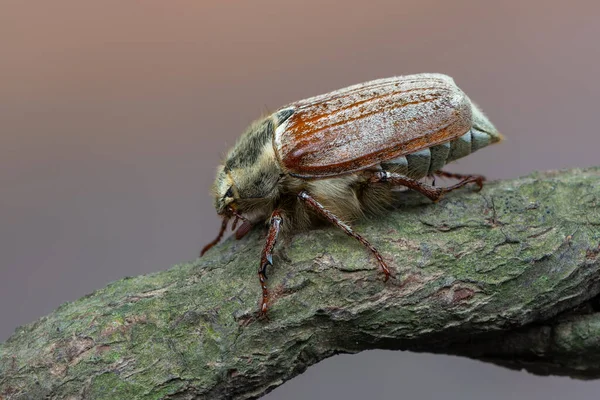 Hmyz Může Brouk Melolontha Pectoralis — Stock fotografie