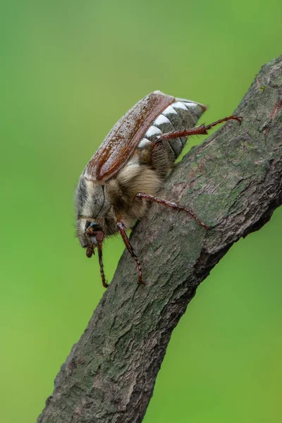 Hmyz Může Brouk Melolontha Pectoralis — Stock fotografie