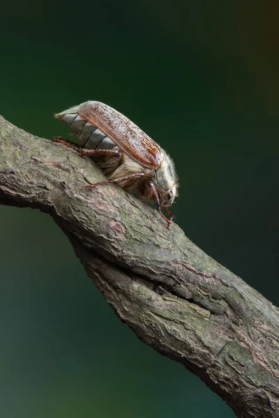 Hmyz Může Brouk Melolontha Pectoralis — Stock fotografie