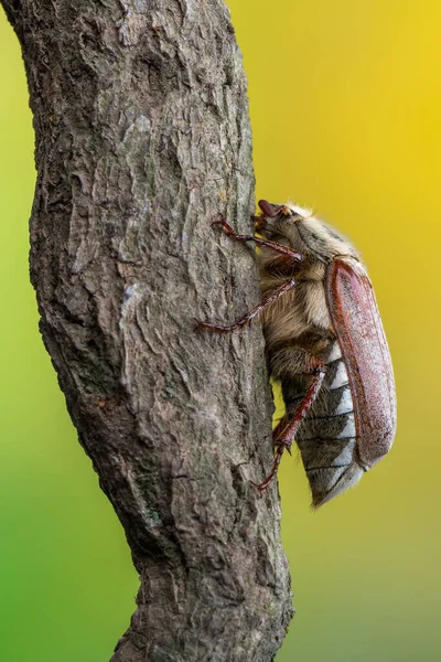Böcek Belki Böcek Melolontha Pectoralis — Stok fotoğraf