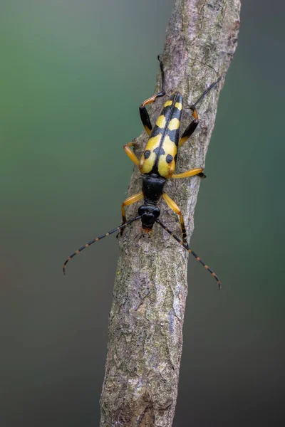 Insecto Besouro Longhorn Longhorn Manchado Rutpela Maculata — Fotografia de Stock