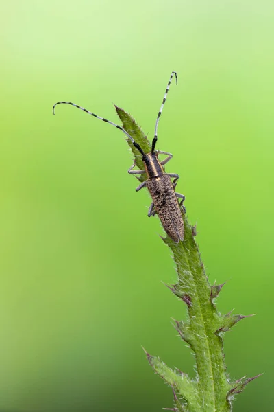 Hmyz Šedovlasý Brouk Agapanthia Villosoviridescens — Stock fotografie