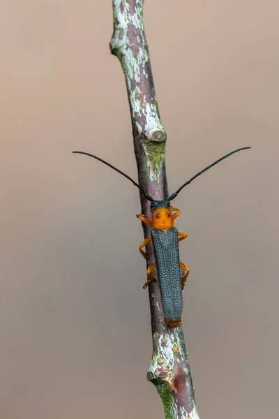 Insekt Laubholzbockkäfer Oberea Oculata — Stockfoto