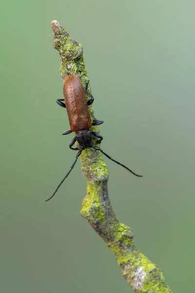 Insecto Besouro Longhorn Anaesthetis Testacea — Fotografia de Stock