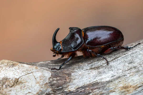 Böcek Avrupa Gergedan Böceği Oryctes Nasicornis — Stok fotoğraf