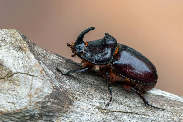 Insecto Escarabajo Rinoceronte Europeo Oryctes Nasicornis — Foto de Stock
