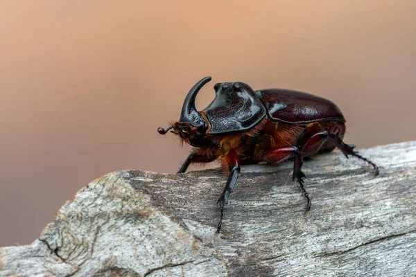 Насекомое Европейский Жук Носорог Oryctes Nasicornis — стоковое фото