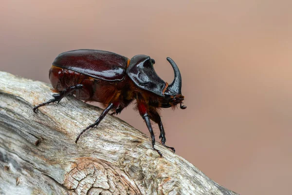 Insecte Scarabée Européen Rhinocéros Oryctes Nasicornis — Photo