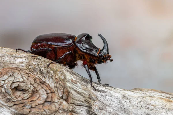 Insekt Europeisk Noshörningsskalbagge Oryctes Nasicornis — Stockfoto