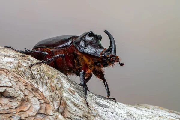 Insecto Besouro Rinoceronte Europeu Oryctes Nasicornis — Fotografia de Stock