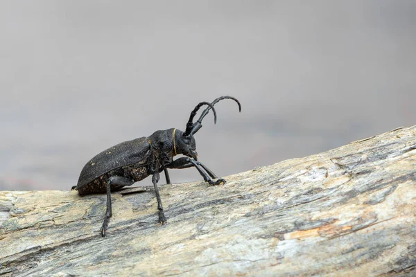 Bir Weaver Böceği Lamia Dokuyucu Longhorn Böceği — Stok fotoğraf