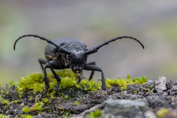 Bir Weaver Böceği Lamia Dokuyucu Longhorn Böceği — Stok fotoğraf