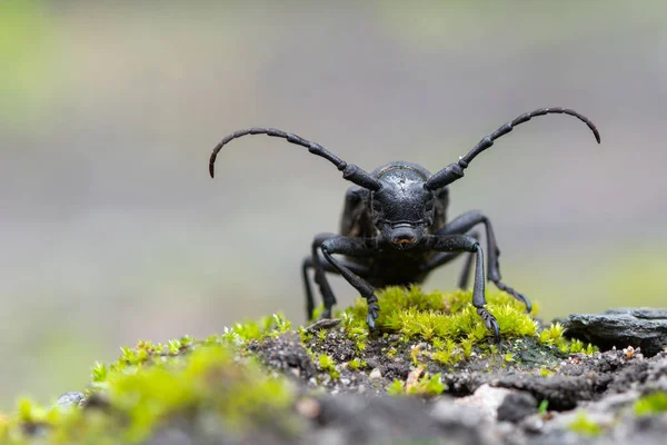 Escarabajo Tejedor Lamia Textor Escarabajo Cuerno Largo — Foto de Stock