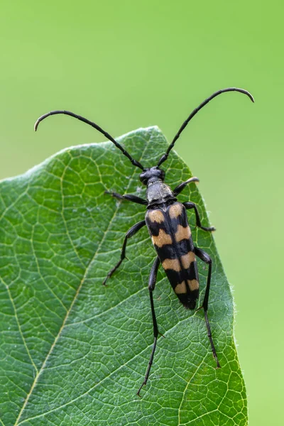 Насекомое Longhorn Beetle Leptura Quadrifasciata — стоковое фото