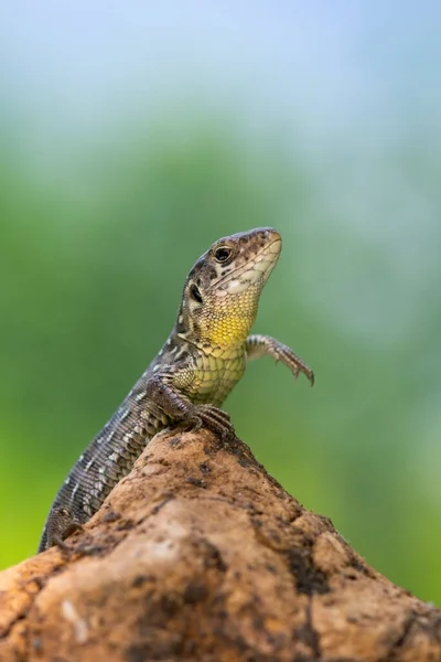 Reptiel Zandhagedis Lacerta Agilis — Stockfoto
