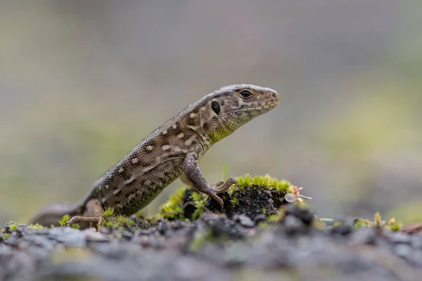 Rettile Lucertola Sabbia Lacerta Agilis — Foto Stock