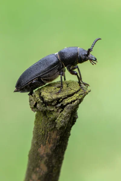 Insecto Escarabajo Cuerno Largo Spondylis Buprestoides —  Fotos de Stock