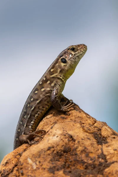 Reptil Lagarto Arena Lacerta Agilis —  Fotos de Stock