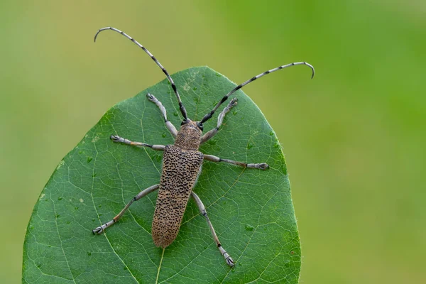 Insekt Långhornsskalbagge Saperda Carcharias — Stockfoto