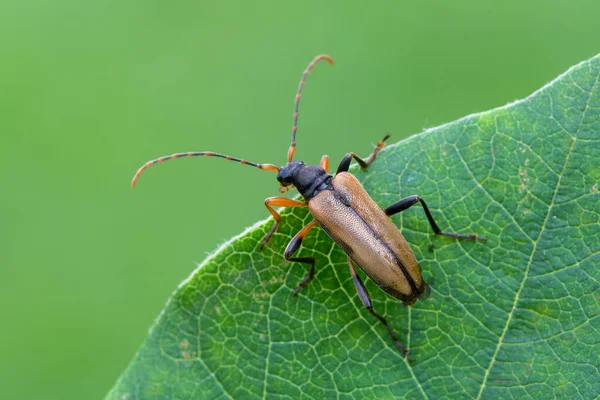 Insecto Besouro Longhorn Pidonia Lurida — Fotografia de Stock