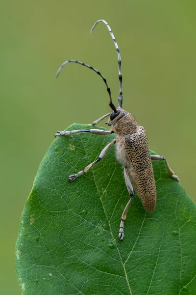 Insecto Escarabajo Cuerno Largo Saperda Carcharias — Foto de Stock