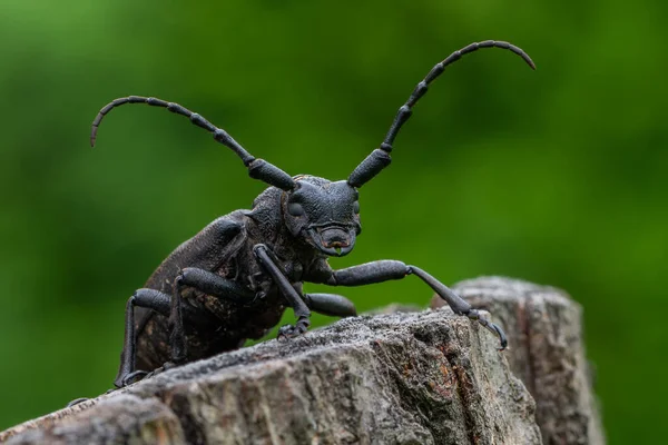 一种威弗甲虫 拉米娅发短信者 长角甲虫 — 图库照片