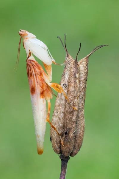 Mantis Bloemenmantis Hymenopus Coronatus — Stockfoto