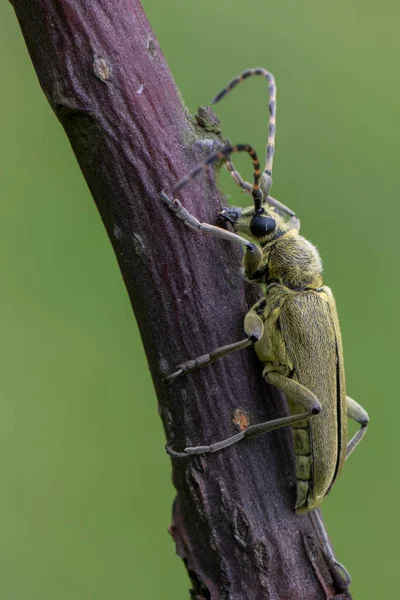 Böcek Longhorn Böceği Lepturobosca Virens — Stok fotoğraf