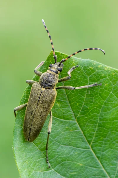 Insecto Besouro Longhorn Lepturobosca Virens — Fotografia de Stock