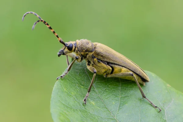 Insecto Escarabajo Cuerno Largo Lepturobosca Virens — Foto de Stock