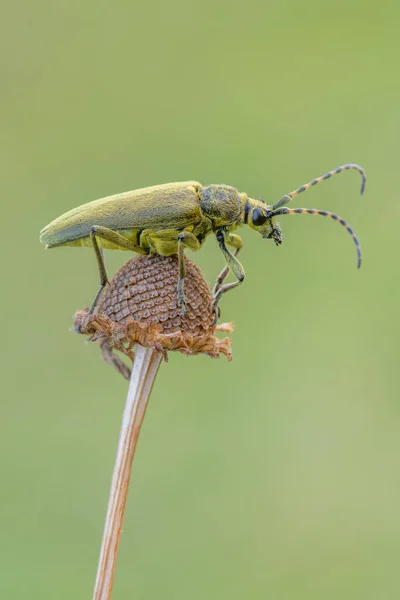 Insect Longhorn Beetle Lepturobosca Virens — Stock Photo, Image
