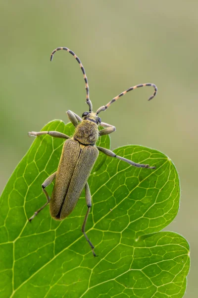 Insect Longhorn Beetle Lepturobosca Virens — Stock Photo, Image