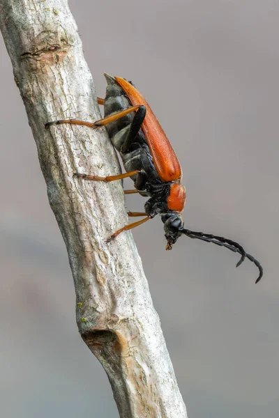 Insecten Langhoornkever Roodbruine Langhoornkever Stictoleptura Rubra — Stockfoto