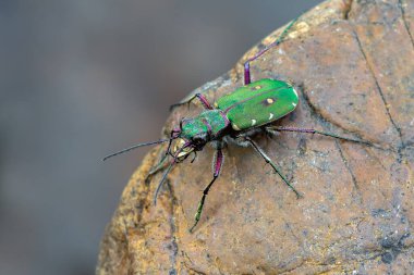 Böcek - Yeşil Kaplan Böceği - Cicindela kampı