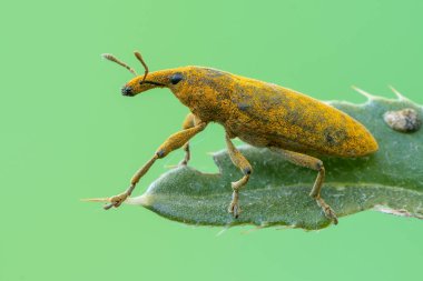 böcek - buğday böceği - lixus angustatus