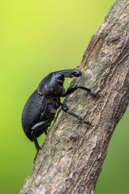 Böcek - böcek - böcek - liparus coronatus