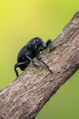 Böcek - böcek - böcek - liparus coronatus