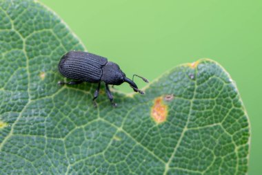 Böcek - böcek - böcek - Magdalis serasi