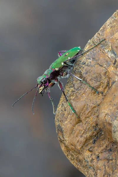 グリーンタイガービートル Cicindela Campestris — ストック写真