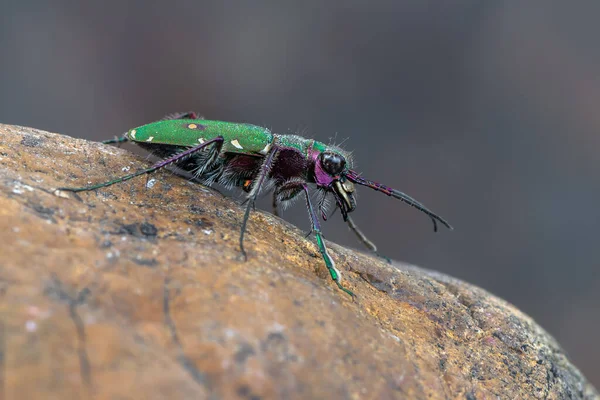 Böcek Yeşil Kaplan Böceği Cicindela Kampı — Stok fotoğraf
