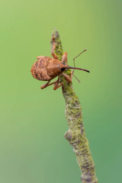 Insecto Besouro Mato Curculio Venosus — Fotografia de Stock