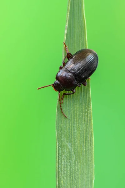 Insecto Besouro Nalassus Laevioctostriatus — Fotografia de Stock