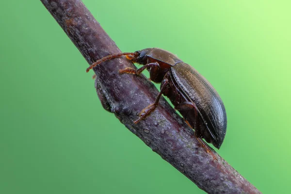 Böcek Böcek Nalassus Laevioctostriatus — Stok fotoğraf