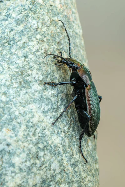 Insecto Besouro Chão Carabus Monilis — Fotografia de Stock