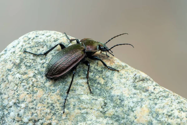 Insecto Escarabajo Molido Carabus Monilis —  Fotos de Stock