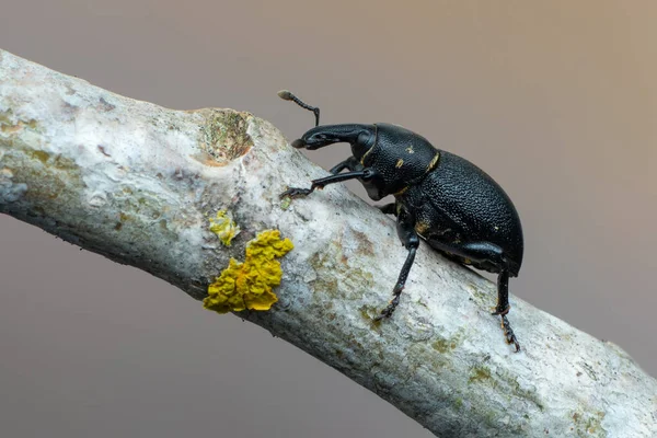 Insecto Escarabajo Gorgojo Liparus Coronatus —  Fotos de Stock