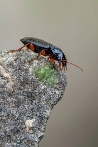 Insect Ground Beetle Pseudoophonus Rufipes — Stock Photo, Image