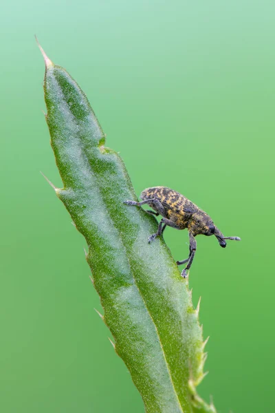 Insekt Vårskalbagge Larinus — Stockfoto