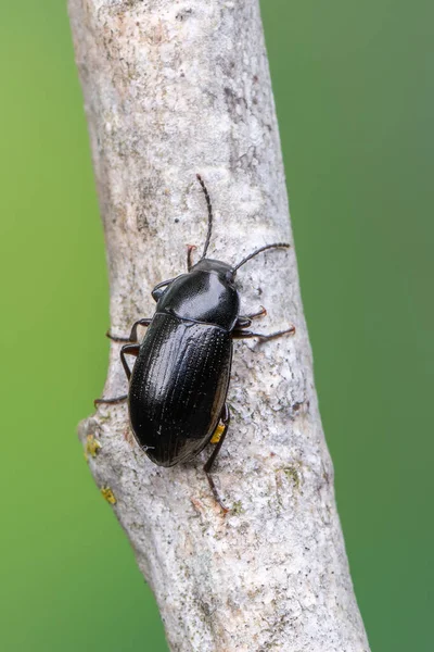 Insecto Escarabajo Nalassus Laevioctostriatus — Foto de Stock